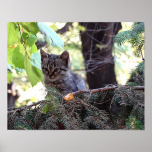 Niedlich Kitten Foto Value Poster Paper (Matte)