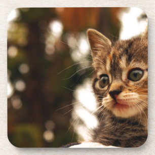 Niedlich Kitten Getränkeuntersetzer