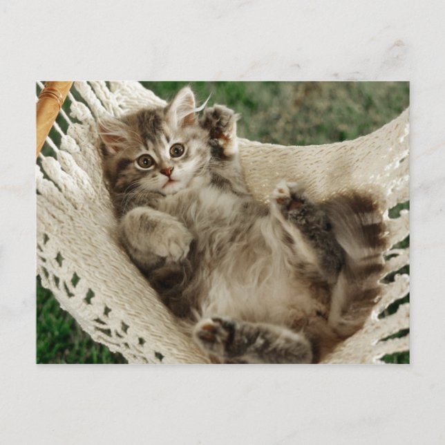 Niedlich Kitten in Hammock Postkarte (Vorderseite)