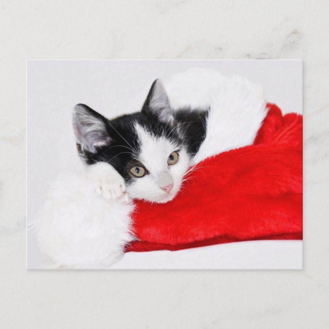 Niedlich Kitten in Weihnachtsmannmütze Postkarte (Vorderseite)