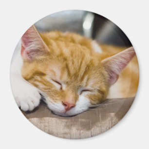 Niedlich Kitten Magnet
