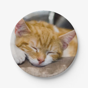 Niedlich Kitten Pappteller