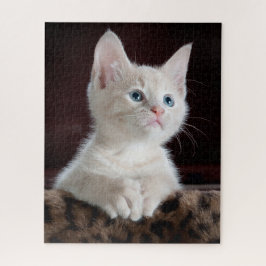 Niedlich Kitten Portrait