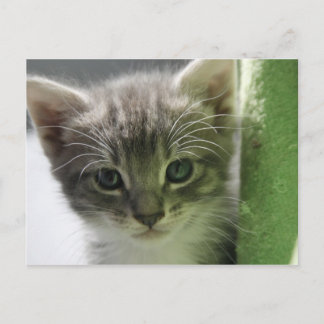 Niedlich Kitten Postkarte