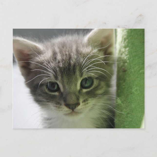 Niedlich Kitten Postkarte (Vorderseite)