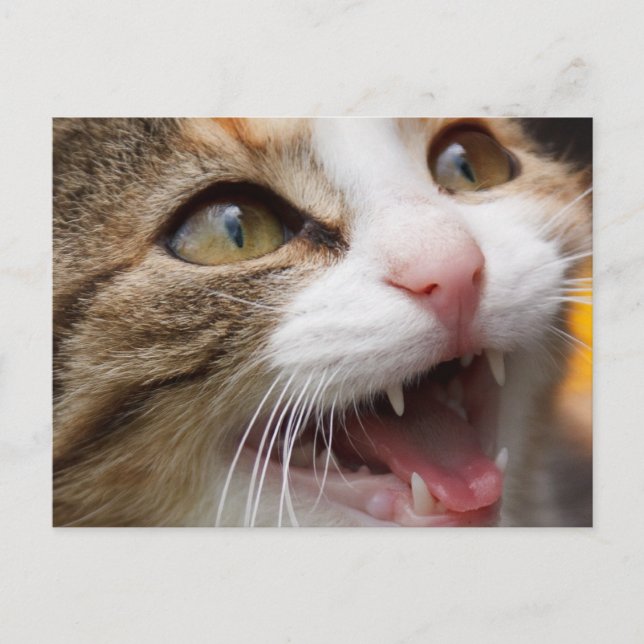 Niedlich Kitten Postkarte (Vorderseite)