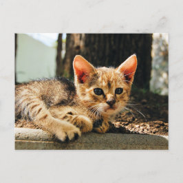 Niedlich Kitten Postkarte
