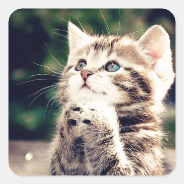 Niedlich Kitten Prays Quadratischer Aufkleber (Vorderseite)