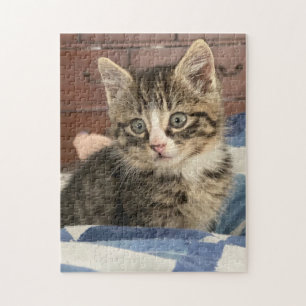 Niedlich Kitten   Verlass dieses Bild oder eigene 