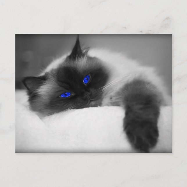 Niedlich Kitty Postkarte (Vorderseite)