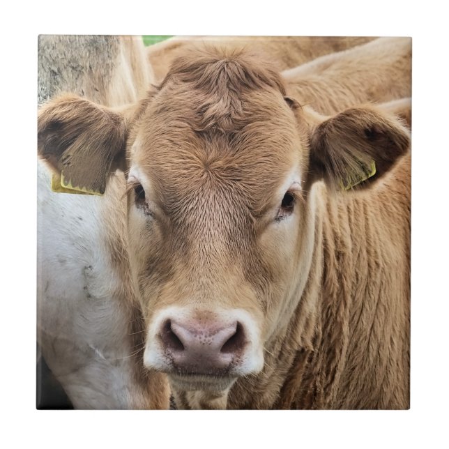 NIEDLICH KLEINER CALF FLIESE (Vorderseite)