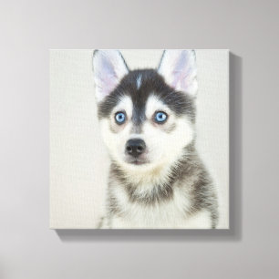 Niedlich Kleiner Pomsky-Welpe Leinwanddruck