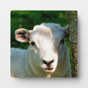 NIEDLICH KLEINLAMB FOTOPLATTE