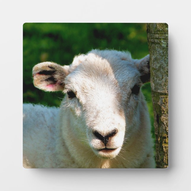 NIEDLICH KLEINLAMB FOTOPLATTE (Vorderseite)