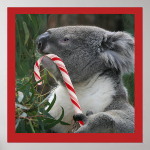 Niedlich Koala Eating Candy Cane Poster
