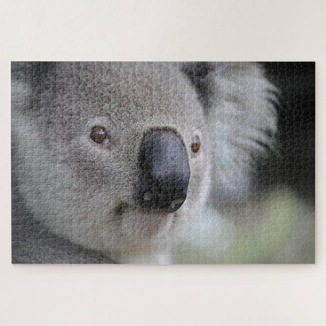 Niedlich Koala Face Marsupial Animal Nature Austra (Horizontal)