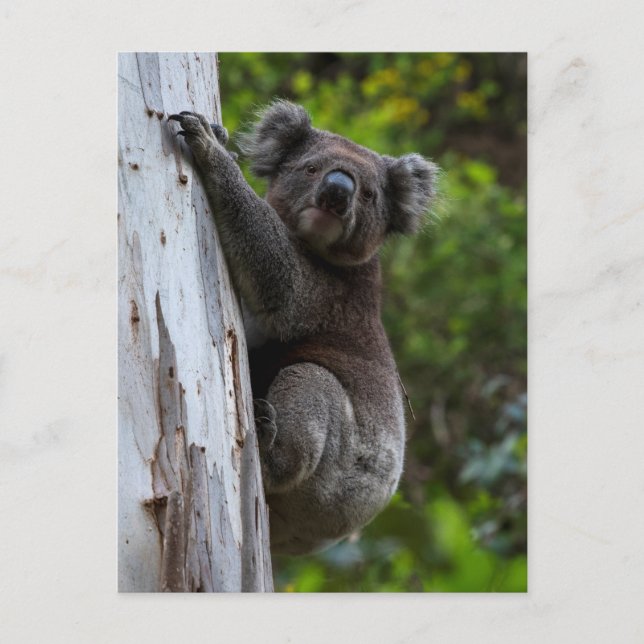 Niedlich Koala klettert auf einen Baum Australien  Postkarte (Vorderseite)
