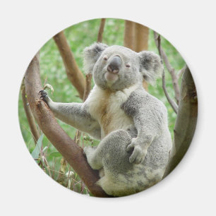 Niedlich Koala Magnet