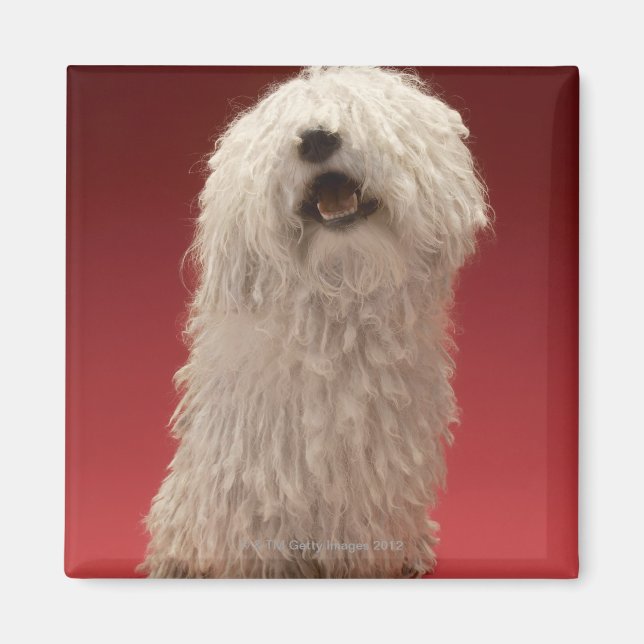 Niedlich Komondor Hund Magnet (Vorne)