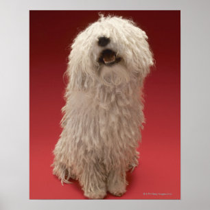 Niedlich Komondor Hund Poster