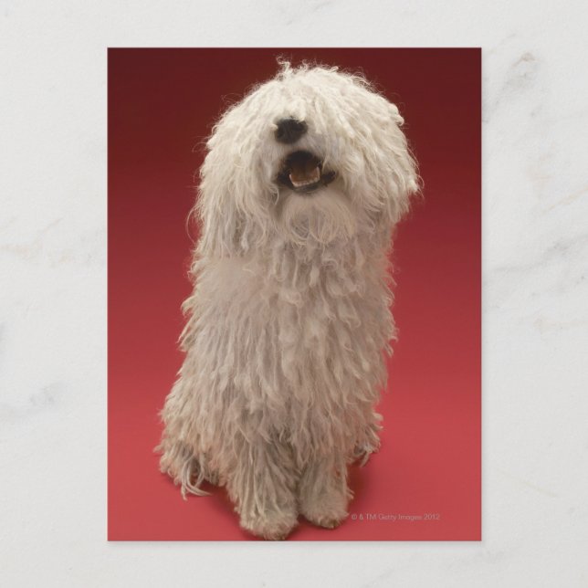 Niedlich Komondor Hund Postkarte (Vorderseite)