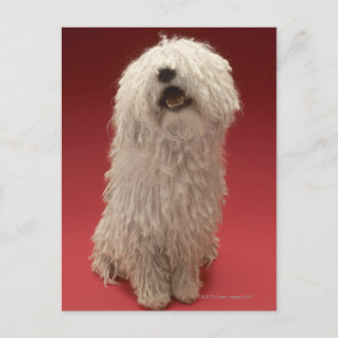Niedlich Komondor Hund Postkarte