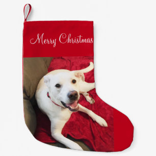 Niedlich Lächeln White Labrador Mix Hund Weihnach Kleiner Weihnachtsstrumpf