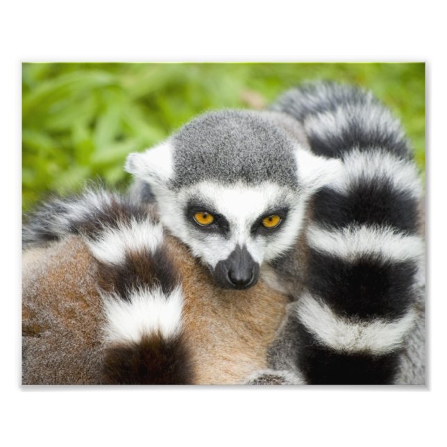 Niedlich Lemur Stripey Schwanz Fotodruck (Vorne)