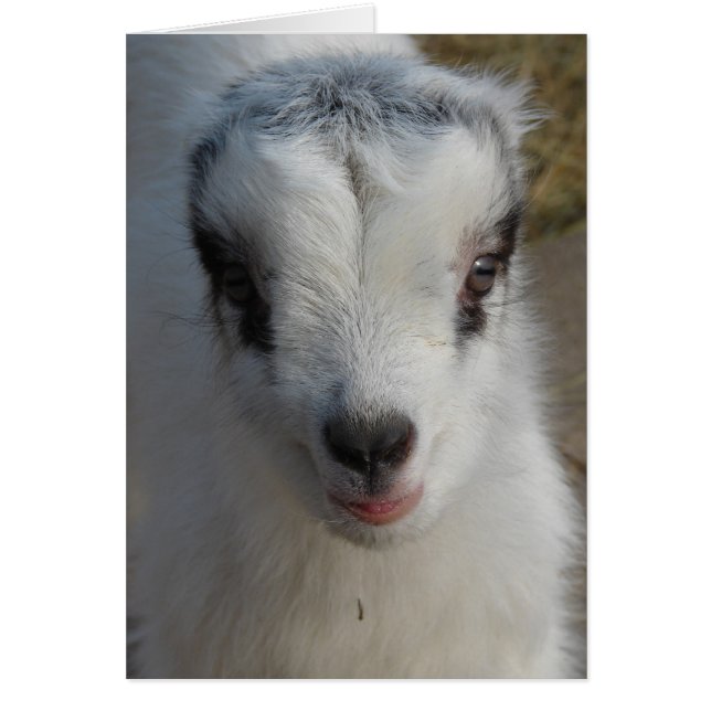 Niedlich Little Amigo (Vorne)