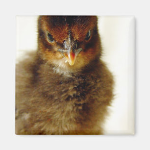 Niedlich Little Chick Magnet