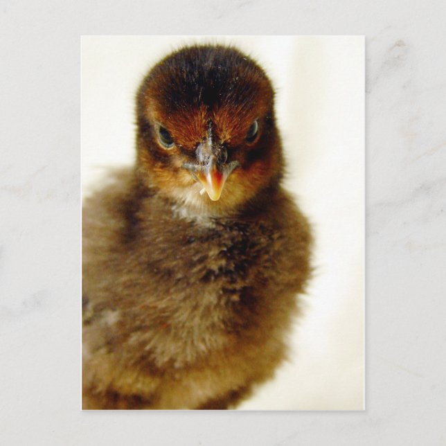Niedlich Little Chick Postkarte (Vorderseite)