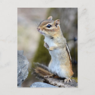 Niedlich Little Chipmunk auf Alert Postkarte