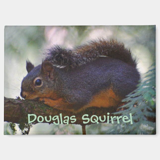 Niedlich Little Douglas Squirrel Wildlife Foto Magnet (Vorderseite)