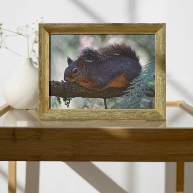 Niedlich Little Douglas Squirrel Wildlife Fotodruck (In Situ (Framed))