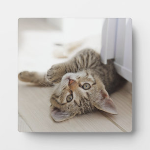 Niedlich Little Kitten Fotoplatte
