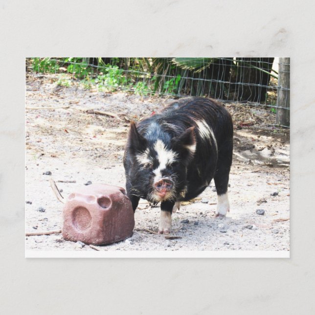 Niedlich Little Piggy - Farm Life Postkarte (Vorderseite)