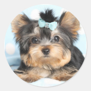Niedlich Little Tiny Yorkie Pup Design Runder Aufkleber