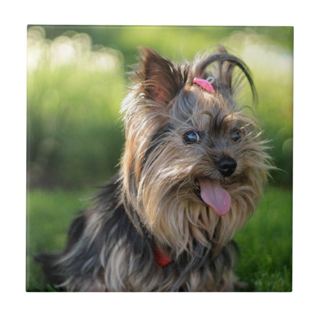 Niedlich Little Yorkshire Terrier Dog Fliese (Vorderseite)