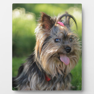Niedlich Little Yorkshire Terrier Dog Fotoplatte