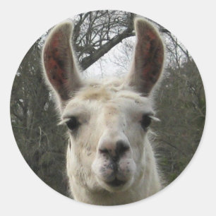 Niedlich Llama Stickers