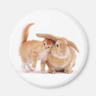 niedlich_lustig_animal_8 kitten-Kaninchenfreunde Magnet