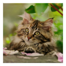 Niedlich Maine Coon Kitten