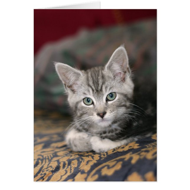 Niedlich Maine Coon Silver Tabby Kitten, Katze (Vorne)