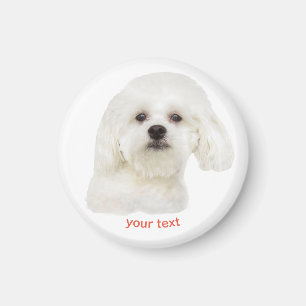 Niedlich maltesische Welpe personalisieren Magnet