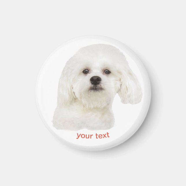 Niedlich maltesische Welpe personalisieren Magnet (Vorne)