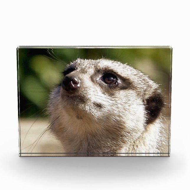 NIEDLICH MEERKAT FOTOBLOCK (Vorderseite)