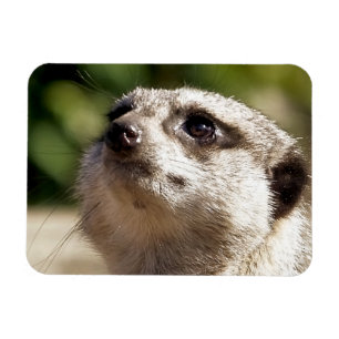 NIEDLICH MEERKAT MAGNET