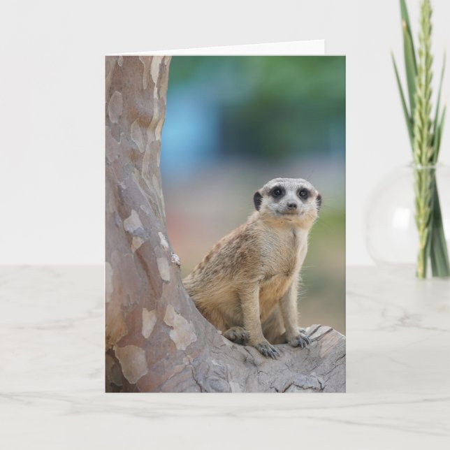 Niedlich Meerkat Sat on Tree Karte (Vorderseite)
