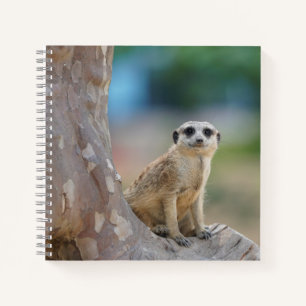 Niedlich Meerkat Sat on Tree Notizbuch