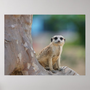 Niedlich Meerkat Sat on Tree Poster